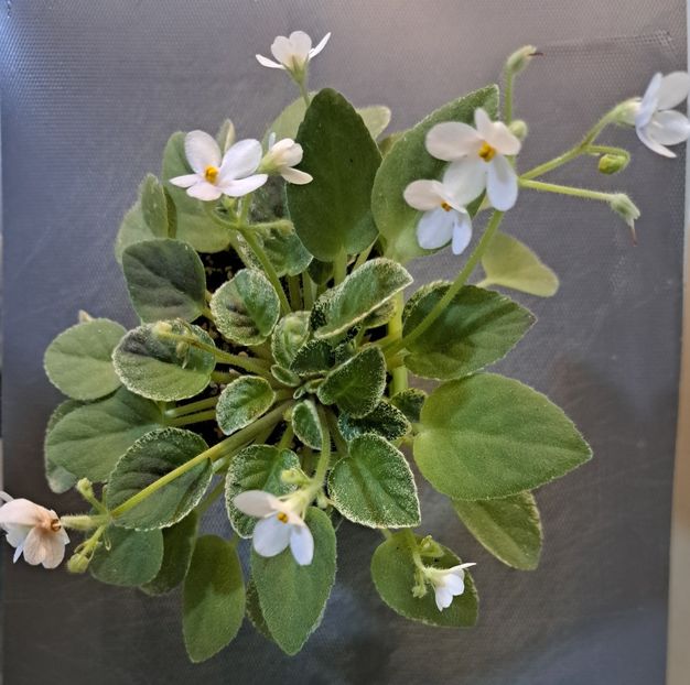  - Violeta Alan s Fallen Angel