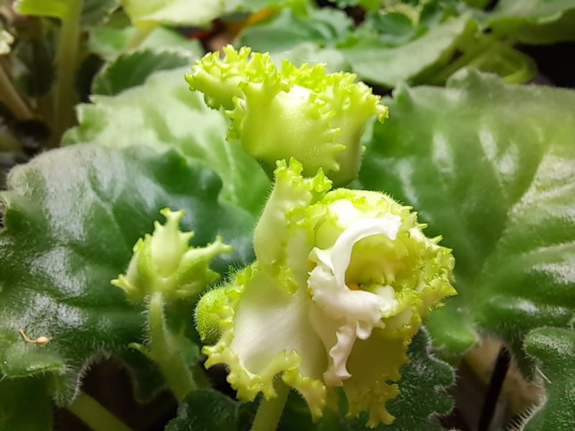  - Violeta RS izumrudnii gorod