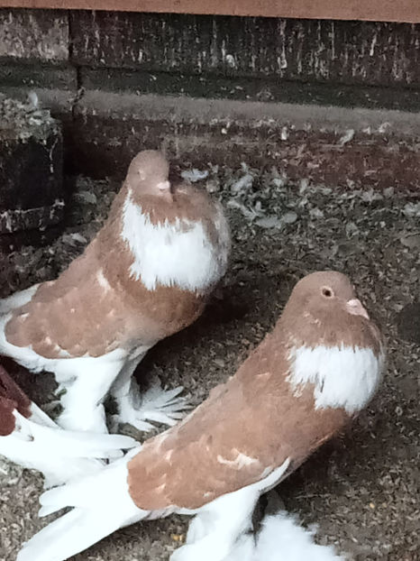  - Gusat de Pomerania