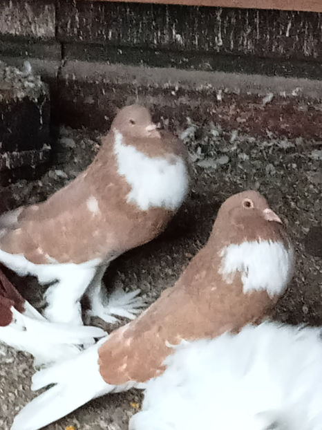  - Gusat de Pomerania