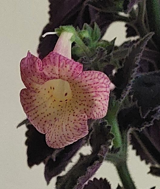  - Northwoods Sunburst