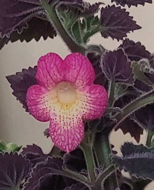  - Northwoods Sunburst