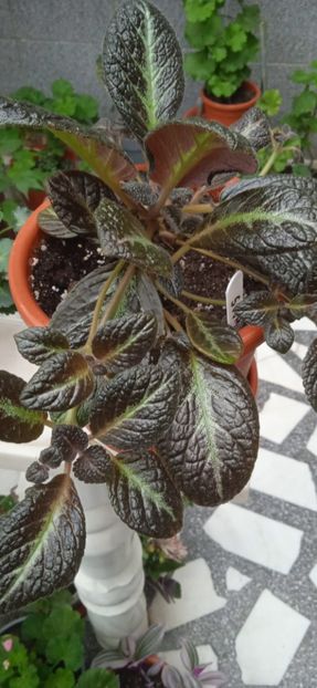 SUOMI - Episcia