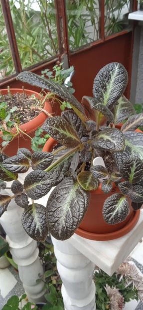  - Episcia