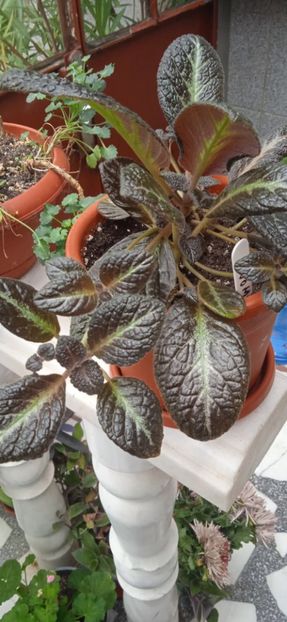  - Episcia