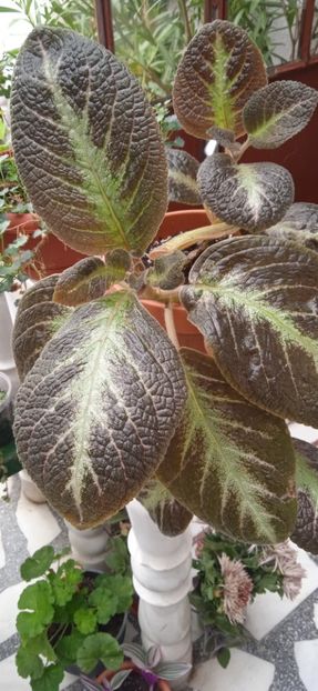 SPRING SYMPONY - Episcia