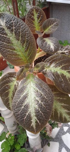  - Episcia