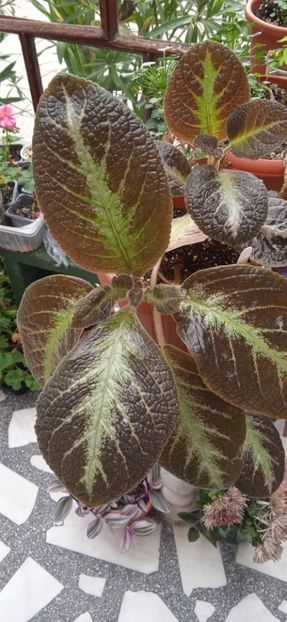  - Episcia