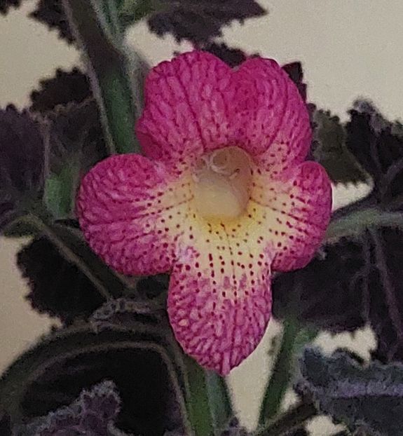  - Northwoods Sunburst