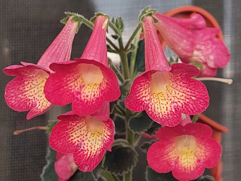  - AAA RIZOMI ACHIMENES DISPONIBILI -2023