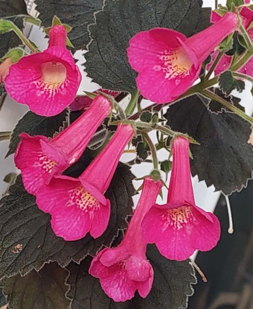  - AAA RIZOMI ACHIMENES DISPONIBILI -2023