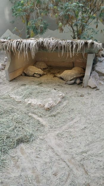 IMG-20190113-WA0087 - TESTOASE 2019