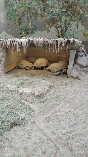 IMG-20190113-WA0088 - TESTOASE 2019