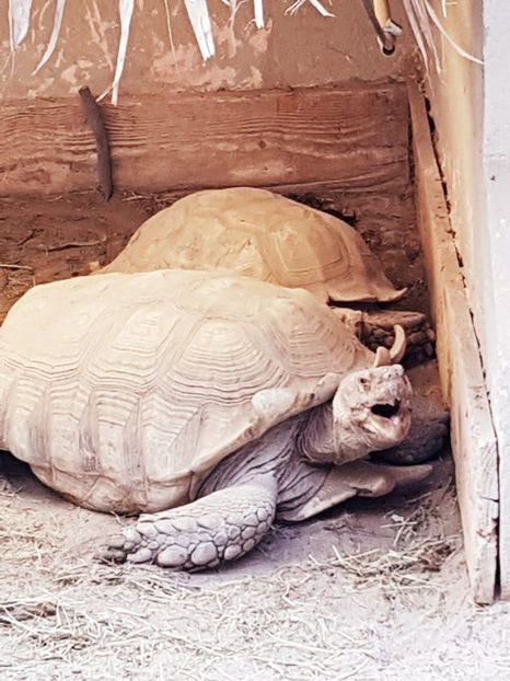 IMG-20190113-WA0103 - TESTOASE 2019