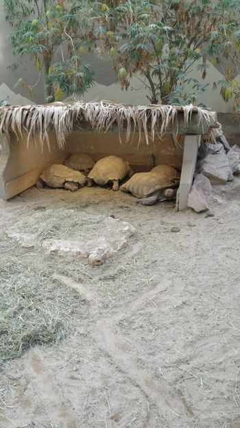 IMG-20190113-WA0086 - TESTOASE 2019