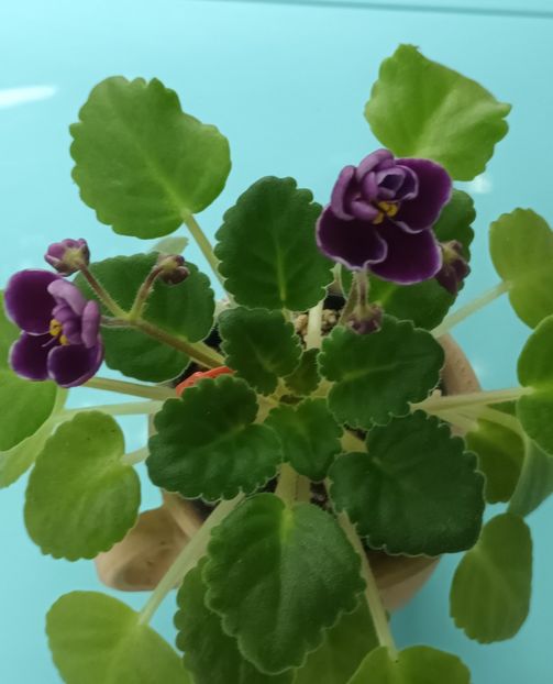  - Mac s Glacial Grape