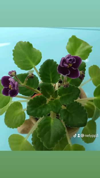 c765cd17aa3ada126b58c949b4cb8b1f_0 - Mac s Glacial Grape