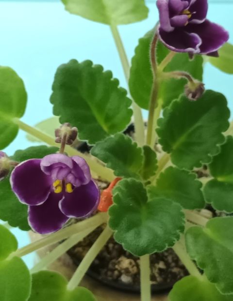  - Mac s Glacial Grape