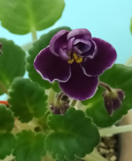  - Mac s Glacial Grape