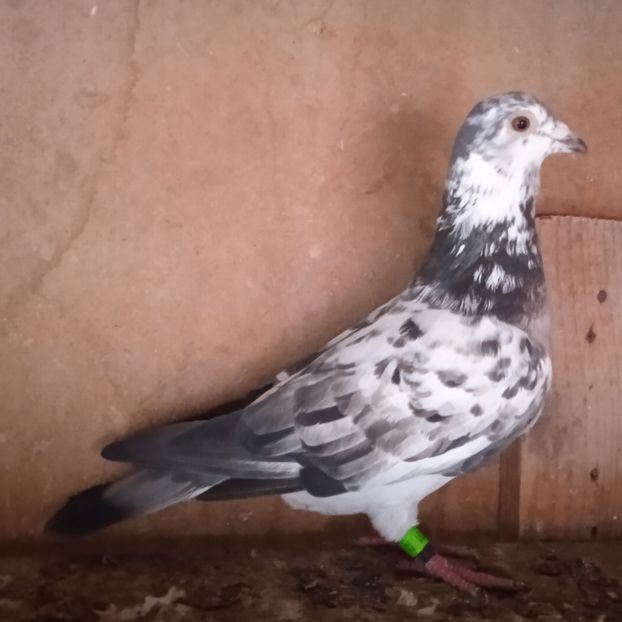 Mascul 23-931....-rezervat Rosca - Porumbei vanduti