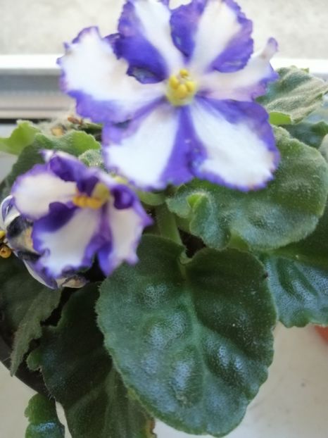  - Violete