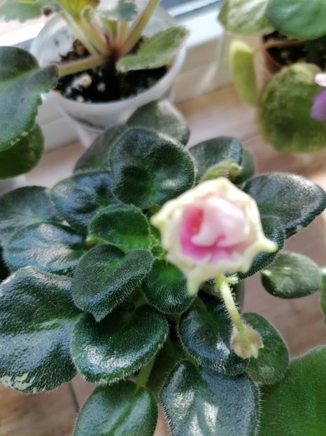 25.11.2023 - Sim-Sim Tender Rose