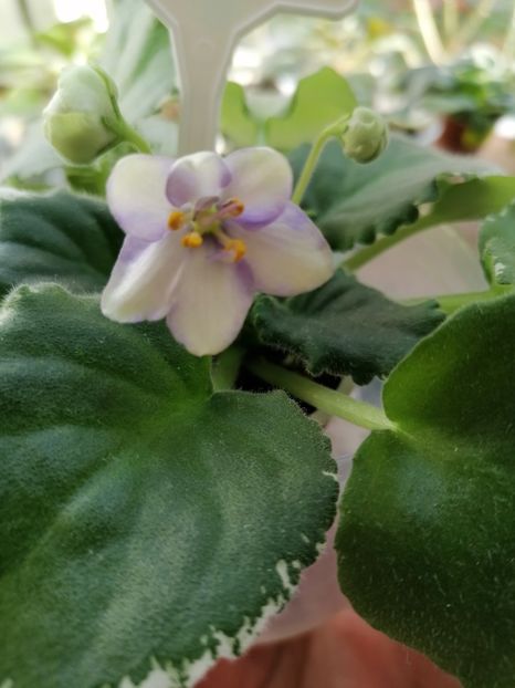 25.11.2023 - Frozan in Time