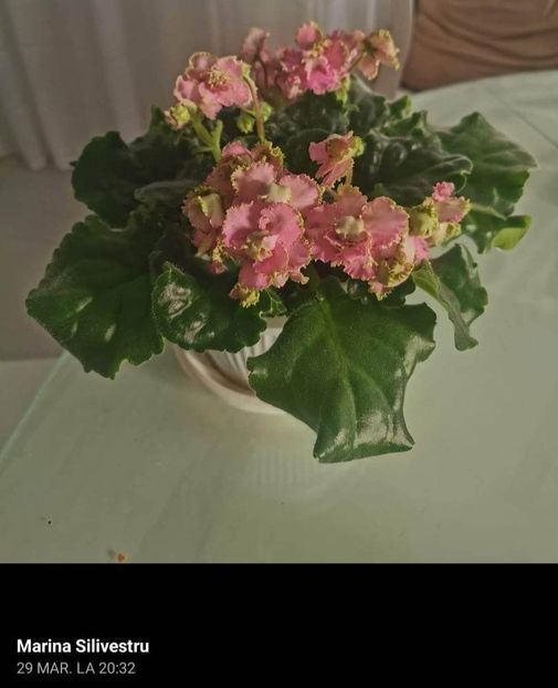 Foto net - Violeta LE Usi Pusi