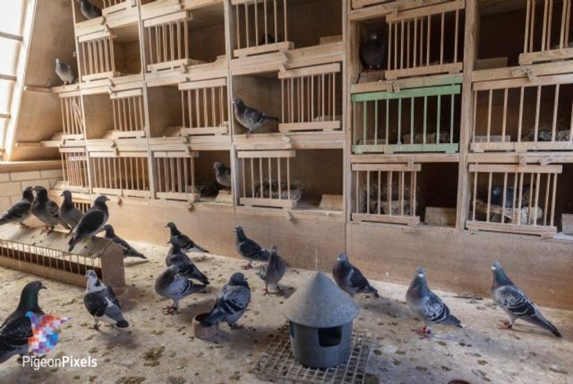 perpignanvluchtwinnaar-benniehomma07 - HOMBRE - original Bennie Homma Balk NL extrem marathon