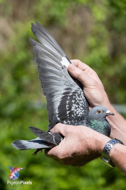 perpignanvluchtwinnaar-benniehomma06 - HOMBRE - original Bennie Homma Balk NL extrem marathon