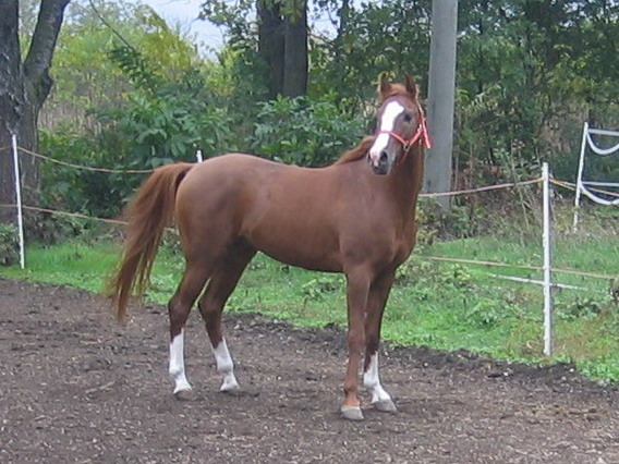 Picture 273 - My horses - Arabian