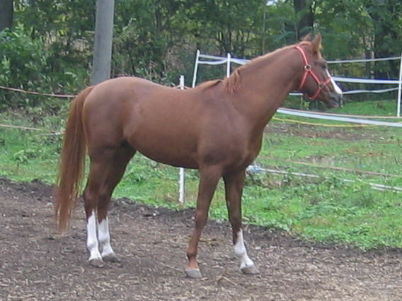 Picture 274 - My horses - Arabian