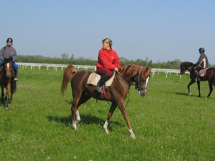 Picture 930 - My horses - Arabian
