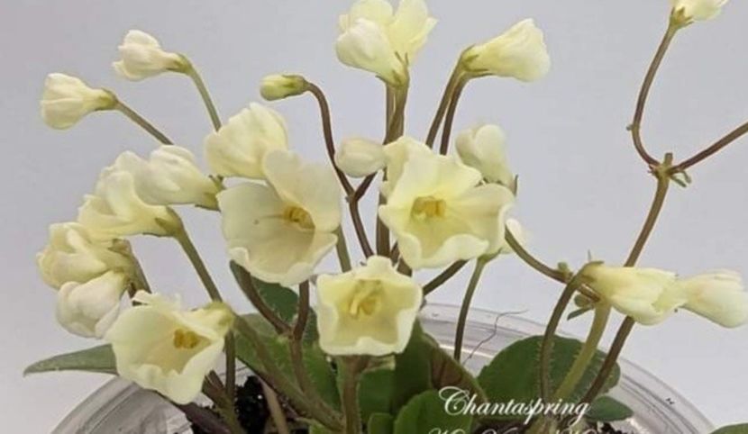 Poza net - Chantaspring