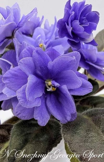 Poza net - sport - N-Snezhniy Georgin