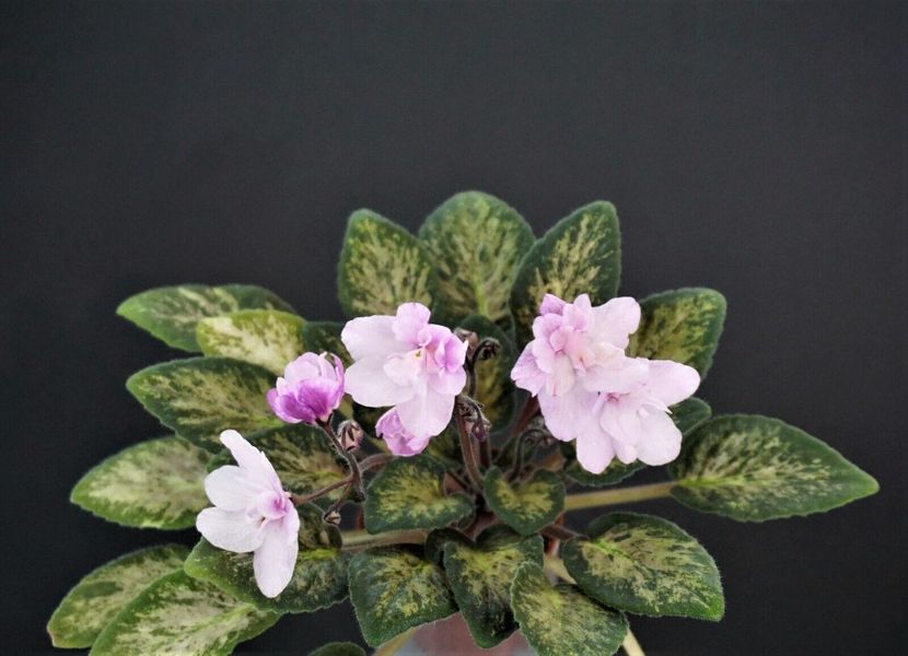 Hand Picked - 0 a a disponibile Mai 2024