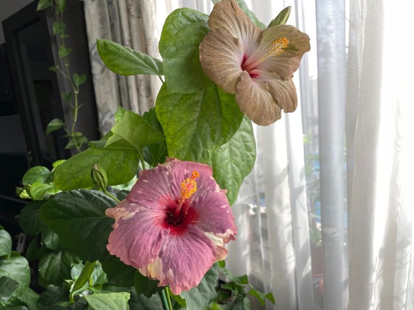  - Luv -Posog- Memories