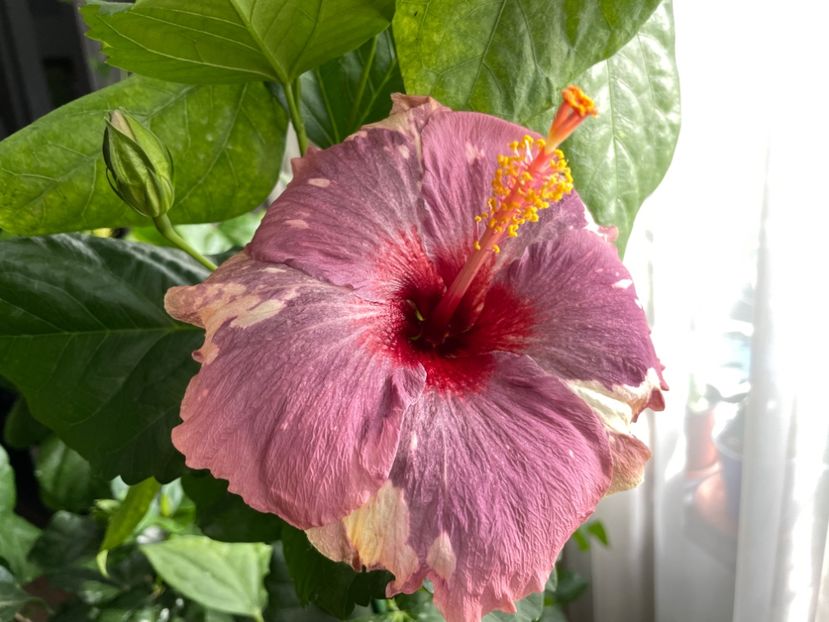  - Luv -Posog- Memories