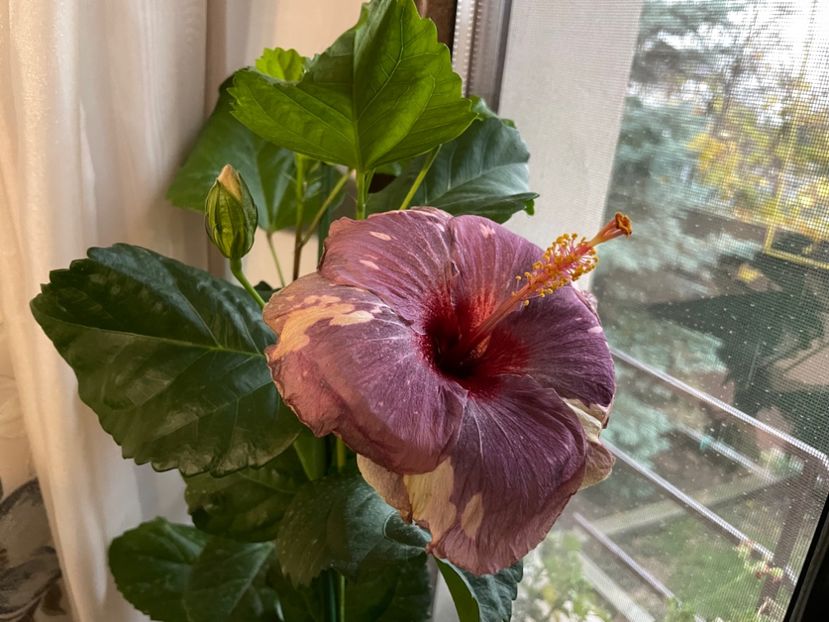  - Luv -Posog- Memories