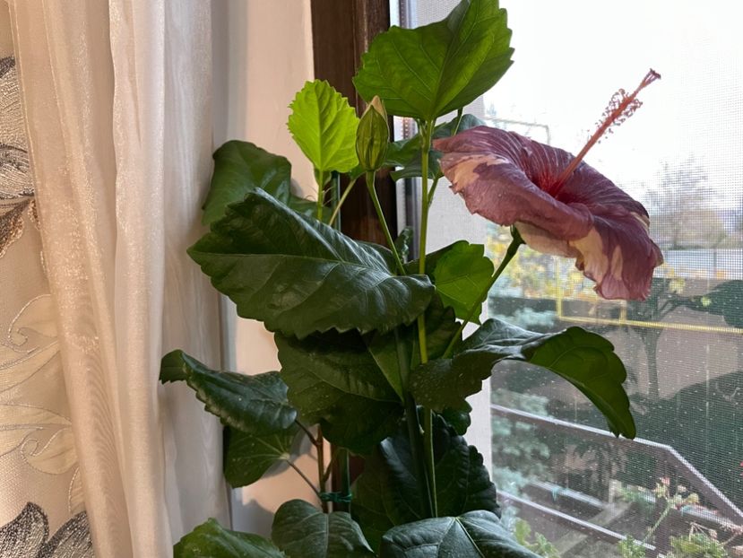  - Luv -Posog- Memories