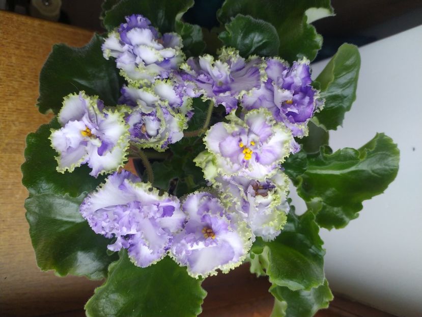 26 noiembrie 2023 - Alen Electric Blue