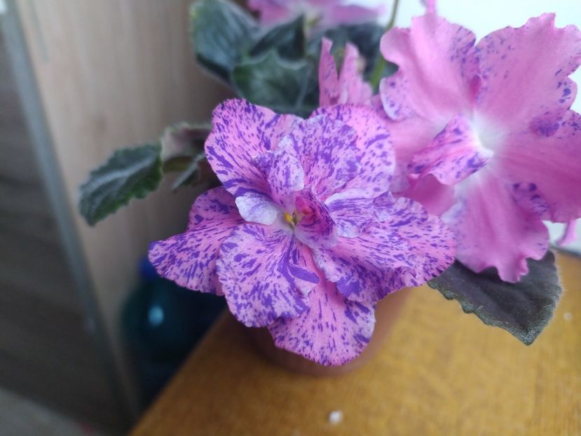 26 noiembrie 2023 - LE Marusya