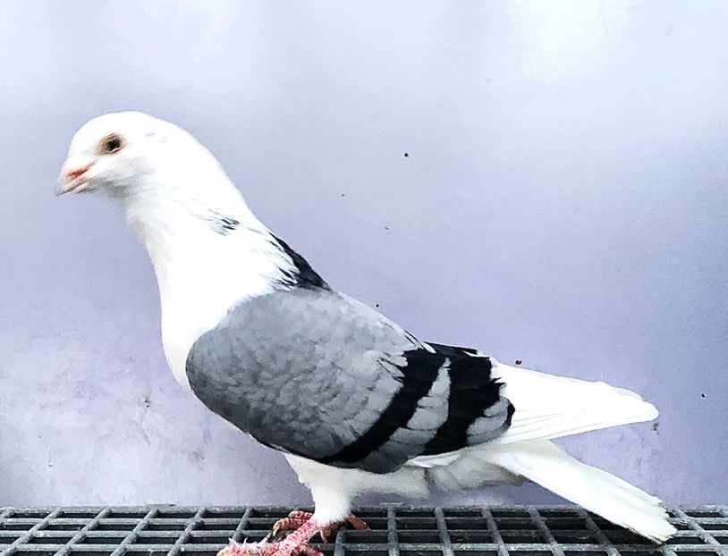 23439  Mascul  2020 - Plecați ALBUM 4