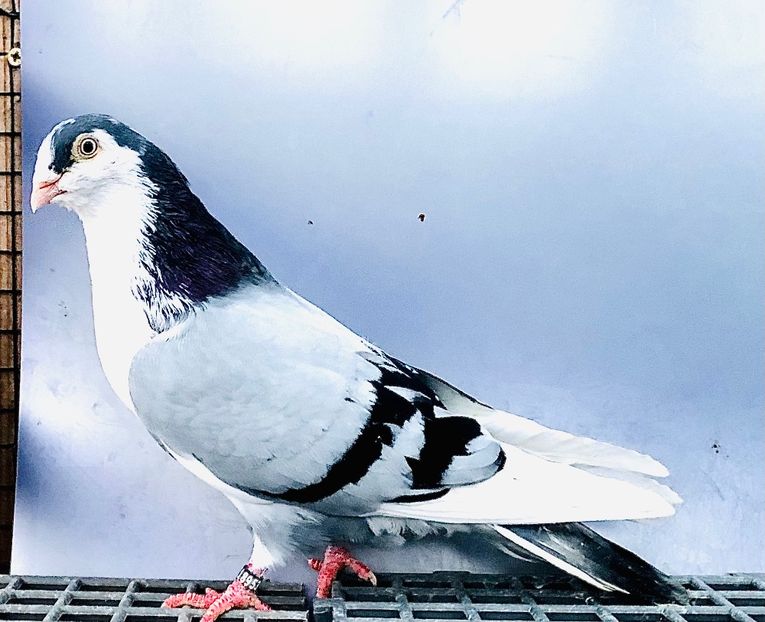 18953  Mascul  2022 - Jucători de Galați