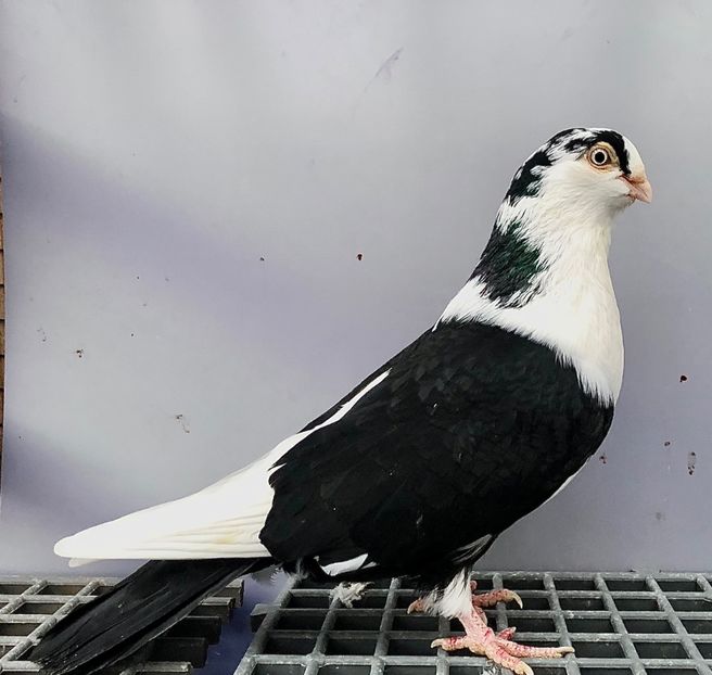 17049  Femelă  2019 - Plecați ALBUM 4