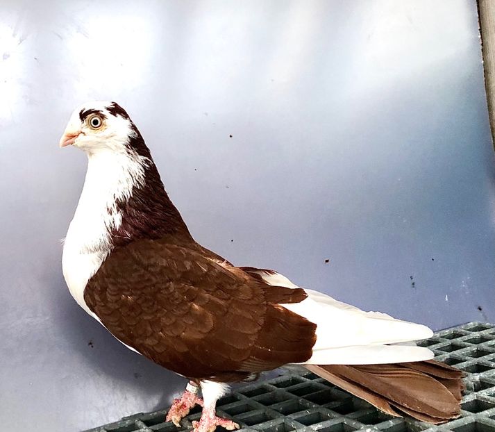 12682  Mascul  2021 - Plecați ALBUM 4