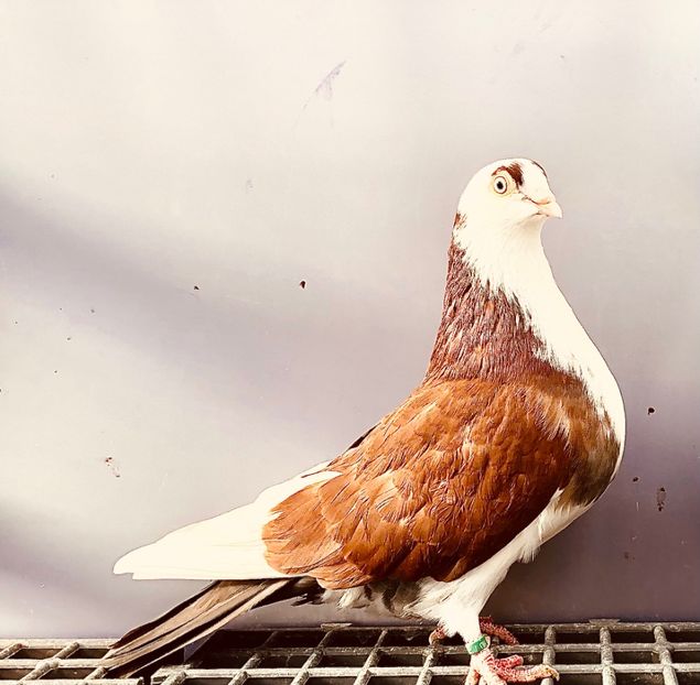 6890  Femelă  2019 - Jucători de Galați