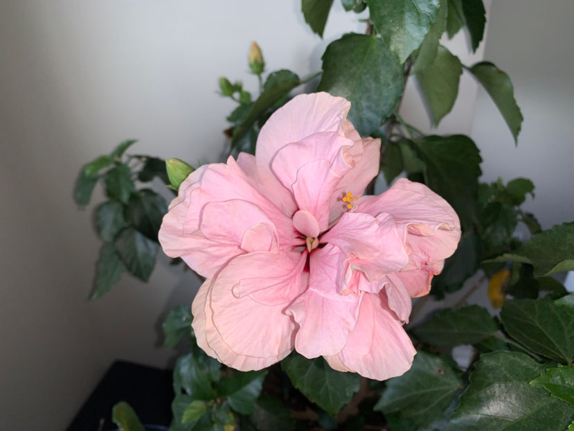  - Plante de interior 2023