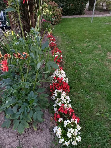 Img.2023.09.07 - Begonile mele din 2020-2021-2022-2023