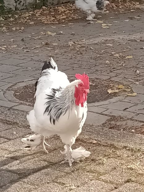 Img.2023.10.13 - Begonile mele din 2020-2021-2022-2023